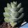 Crassula cv. MOONGLOW