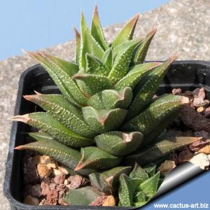 Haworthia tortuosa