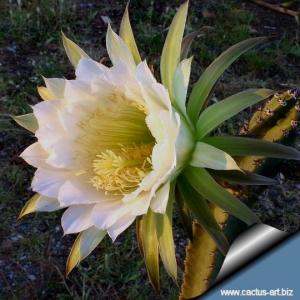 Harrisia jusbertii (syn.: Eriocereus jusbertii) Rootted cutting