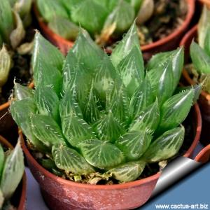 Haworthia cooperi