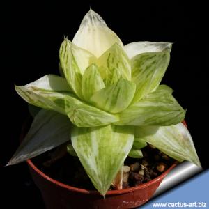 Haworthia cymbiformis f. variegata