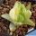 Haworthia cymbiformis f. variegata