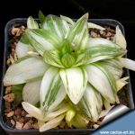 Haworthia cymbiformis f. variegata