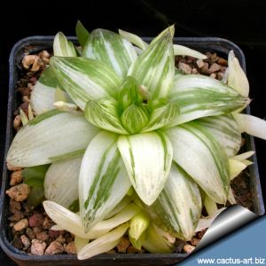 Haworthia cymbiformis f. variegata