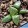 Haworthia emelyae v. comptoniana Standard form, west of Albertina, S. Africa