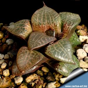 Haworthia emelyae v. comptoniana Standard form, west of Albertina, S. Africa