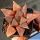 Haworthia emelyae v. comptoniana Standard form, west of Albertina, S. Africa