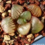 Haworthia springbokvlakensis
