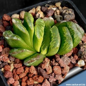 Haworthia truncata cv. LIME GREEN