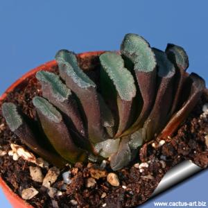 Haworthia truncata