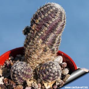 Rebutia pygmaea v. diersiana (Mediolobivia diersana)