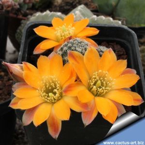 Rebutia pygmaea v. diersiana (Mediolobivia diersana)