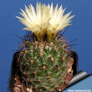Coryphantha laui