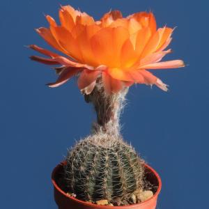 Lobivia amblayensis v. albispina