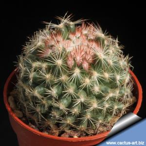Escobaria vivipara v. neomexicana