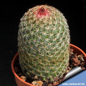 Mammillaria matudae