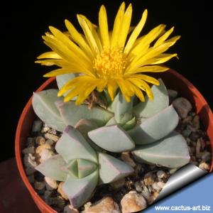 Schwantesia loeschiana v. minor SB810 Lorelei, Namibia