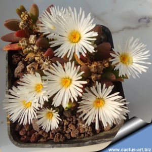 Delosperma esterhuyseniae (MG 1475.62)