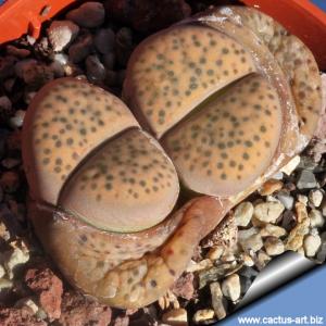 Lithops fulviceps v. laevigata ne Pofadder (MG1593.2 = C412)