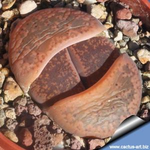 Lithops aucampiae C332 (Kuruman Form) 5 km NE of Kuruman, South Africa