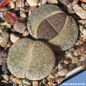 Lithops lesliei C151 (grey Form) 25 km NW of Christiana, South Africa