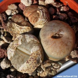 Lithops pseudotruncatella C068 (syn. alpina) 35 km SSE of Windhoek, Namibia