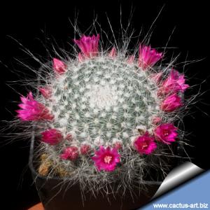 Mammillaria hahniana