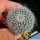 Mammillaria hahniana