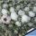 Mammillaria hahniana