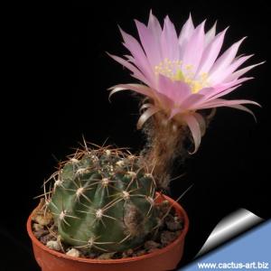 Lobivia wrightiana ollaoana