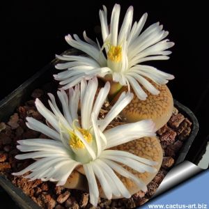 Lithops aucampiae C392 cv. 'STORMS' SNOWCAP'