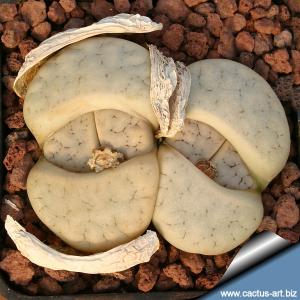 Lithops gracilidelineata C309 45 km W of Usakos, Namibia