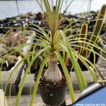 Nolina stricta (Beaucarnea stricta)