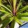 Nolina stricta (Beaucarnea stricta)