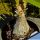 Nolina stricta (Beaucarnea stricta)