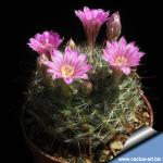 Mammillaria longiflora Paso Coneto, Durango, Mexico