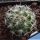 Mammillaria longiflora Paso Coneto, Durango, Mexico