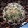 Mammillaria longiflora Paso Coneto, Durango, Mexico