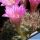 Mammillaria longiflora Paso Coneto, Durango, Mexico