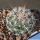 Mammillaria longiflora Paso Coneto, Durango, Mexico
