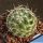 Mammillaria longiflora Paso Coneto, Durango, Mexico