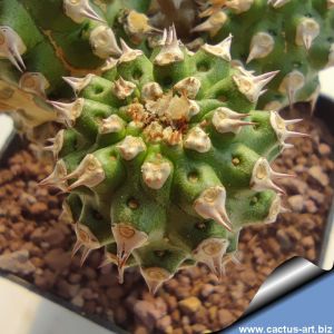 Euphorbia gymnocalycioides x E. unispina