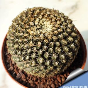 Eriosyce (neoporteria) odieri, montemarguensis