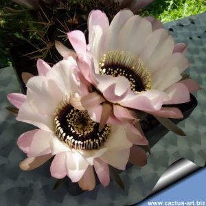 Lobivia jajoiana cv. ANEMONE
