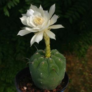 Matucana madisoniorum albiflora