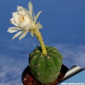 Matucana madisoniorum f. albiflora (Submatucana)