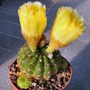 Notocactus arechavaletai v. limiticola (green to purplised bodies)