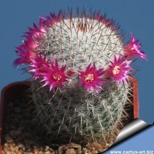 Mammillaria floresii San Bernardo, Sonora, Mexico