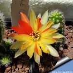 Chamaecereus hybrid cv. ARLEQUIN