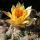 Chamaecereus hybrid cv. ARLEQUIN